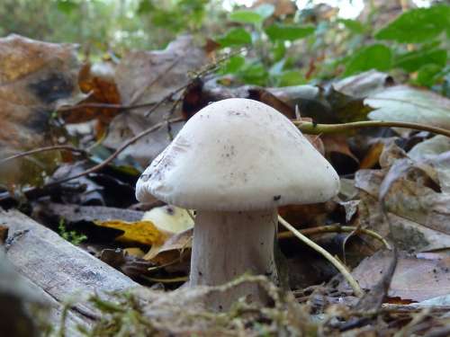 Mushroom White Nature Screen Fungus Forest Mushroom