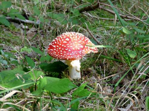 Mushroom Red With White Dots Autumn