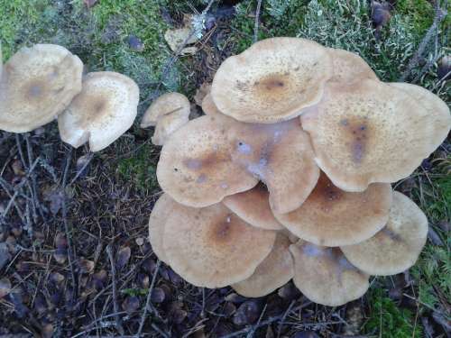 Mushroom Forest Autumn