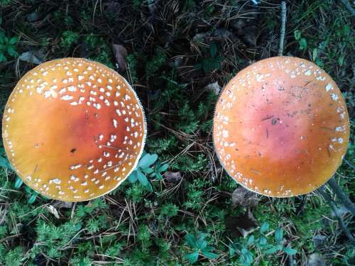 Mushroom Fungi Nature Forest Autumn
