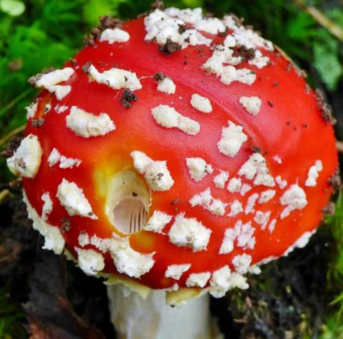 Mushroom Red White Dots Autumn Nature