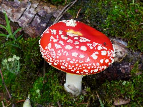 Mushroom Red White Dots Moss Forest Autumn Green