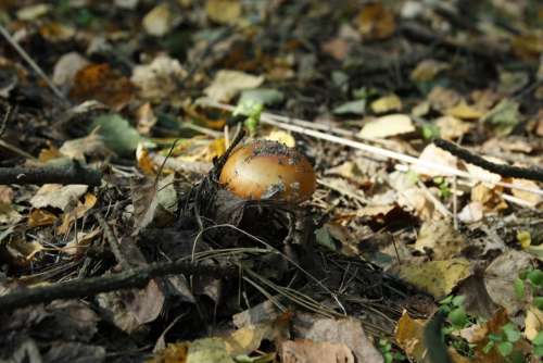 Mushroom Mushrooms Forest Amanita Toxic Poisonous