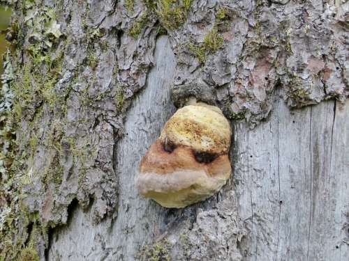 Mushroom Tree Fungus Forest Nature Plant Face