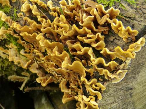 Mushroom Mushrooms Forest Toxic Autumn Poison