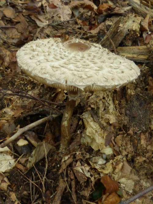 Mushroom Mushrooms Forest Toxic Autumn Poison