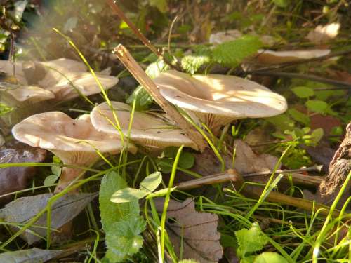Mushroom Forest Mushrooms Autumn Toxic Risk Plant