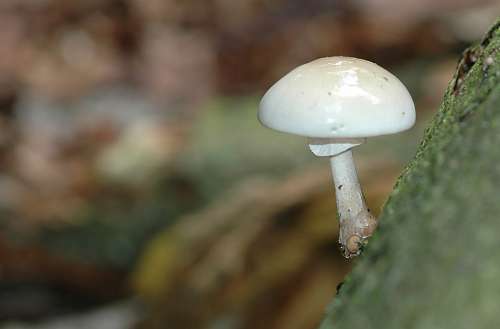 Mushroom Mushrooms Autumn Forest Morsch Tree Pilz