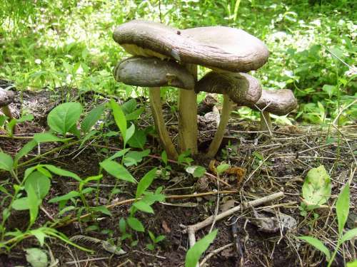 Mushroom Mushrooms Food Fungus Growing Nature