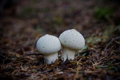 Mushroom Couple Two Alone Woodland Nature Relax