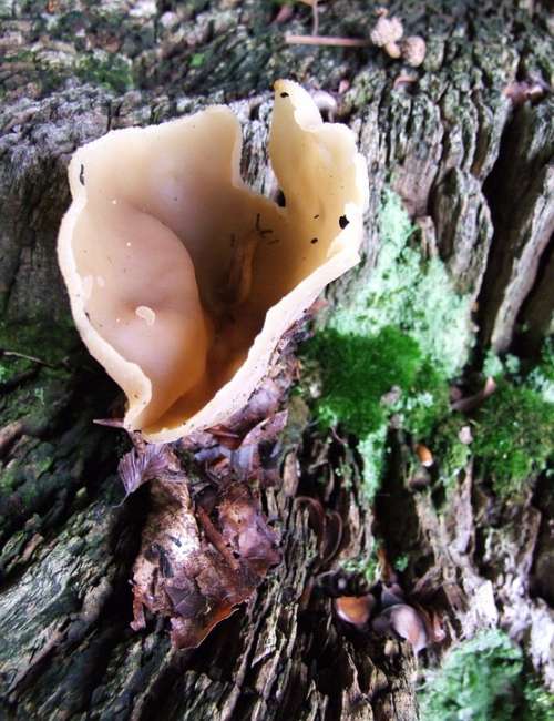 Mushroom Cup Morel Collect Autumn Forest Meadows