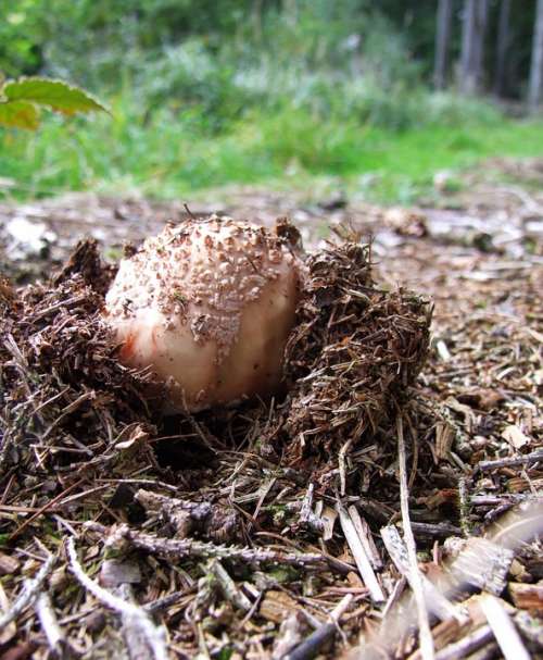 Mushroom Autumn Mixed Forest Toxic Amanita