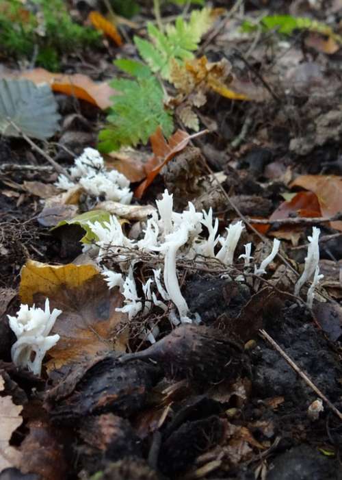 Mushroom Forest Europe Forest Floor Leaves Moss