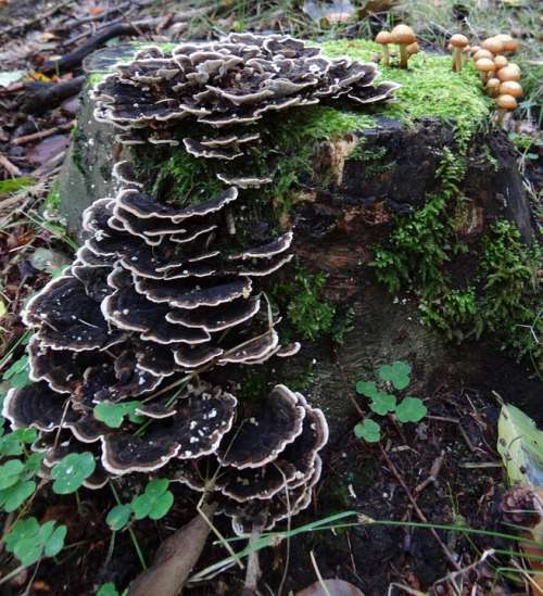 Mushroom Autumn Forest Deadwood Europe Porling