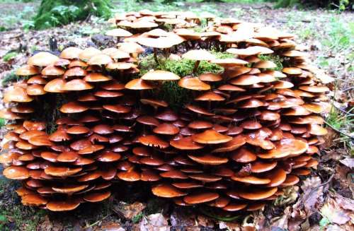 Mushroom Forest Leaves Dead Wood Autumn Europe
