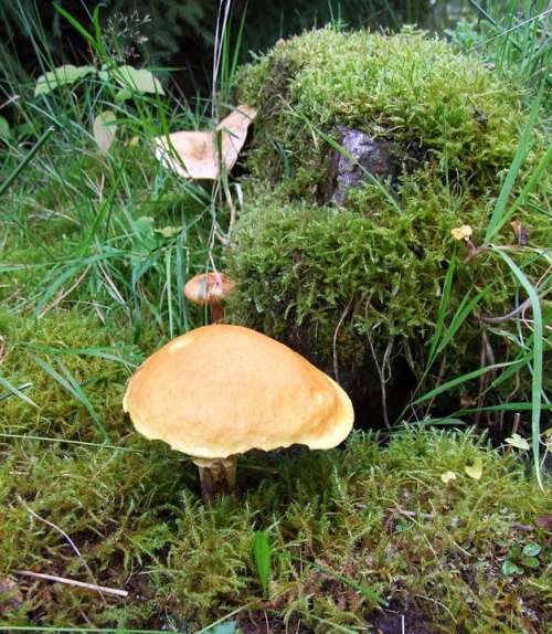 Mushroom Fall Pine Forest Europe Snails Moss