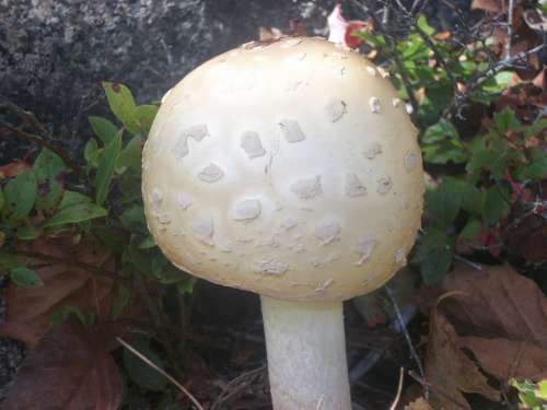Mushroom Mushrooms Toadstools Toxic Poison Deadly