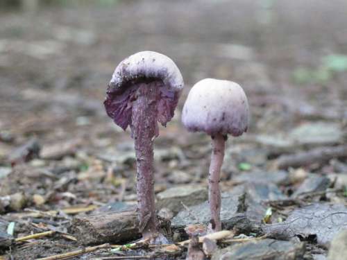 Mushroom Fungus Forest Plant Nature Biology