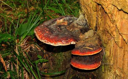 Mushroom Black Forest Wood Tree