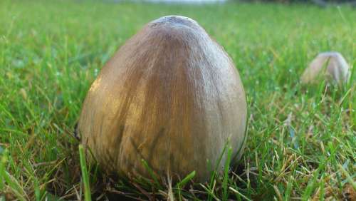 Mushroom Within The Grass