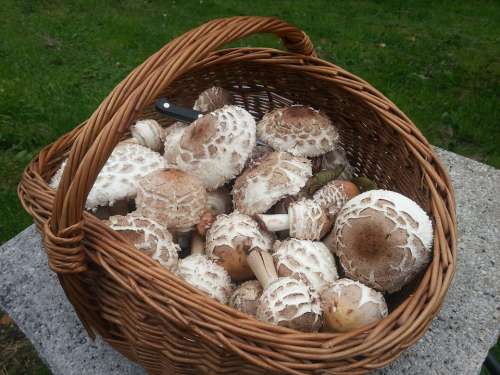 Mushroom Basket Parasol Basket Mushroom Picking