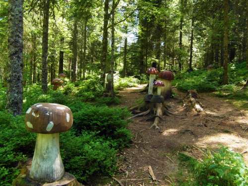 Mushroom Forest Mushrooms Wood Fairy Tale Forest
