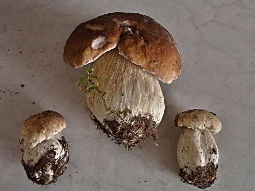 Mushroom Right Mushrooms Fungus Unadjusted Boletus