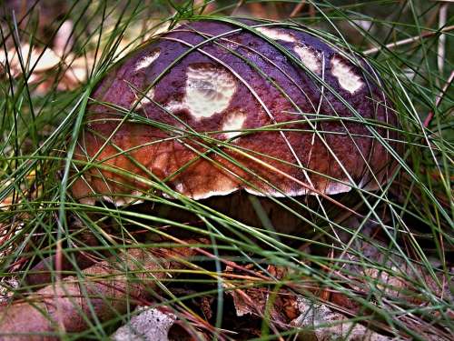 Mushroom Right Oak Fungus Grass Dry Foliage Macro