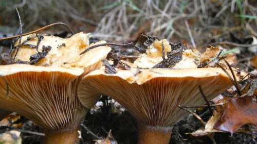 Mushrooms Fungi Wild Mushrooms Autumn Nature Macro