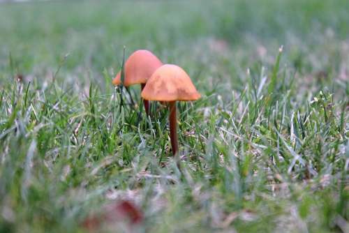 Mushrooms Small Mushroom Autumn Mushrooms On Meadow