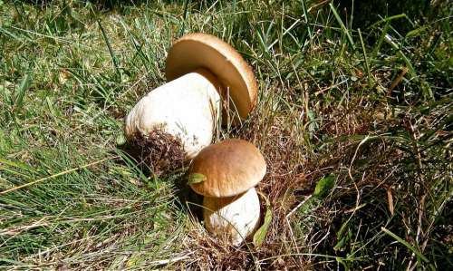Mushrooms Boletus Edulis Forest Autumn Nature