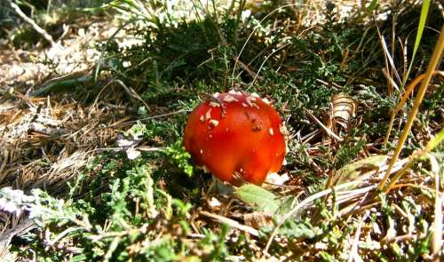 Mushrooms Amanita Muscaria Forest Autumn Nature