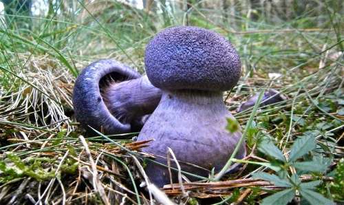 Mushrooms Lepista Forest Autumn Nature