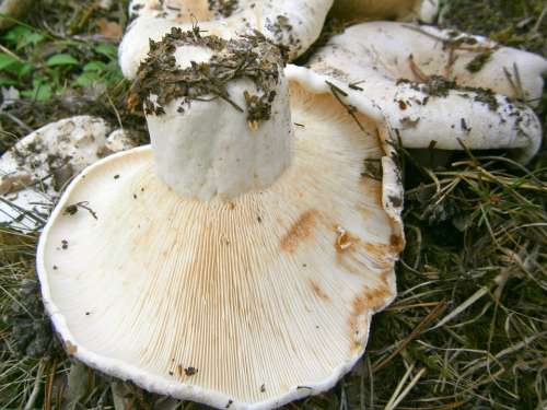 Mushrooms Breast Forest Autumn Nature