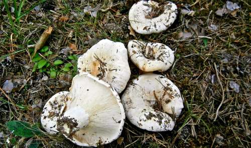 Mushrooms Breast Forest Autumn Nature