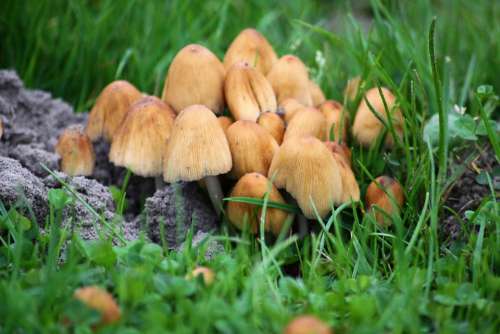 Mushrooms Meadow Nature