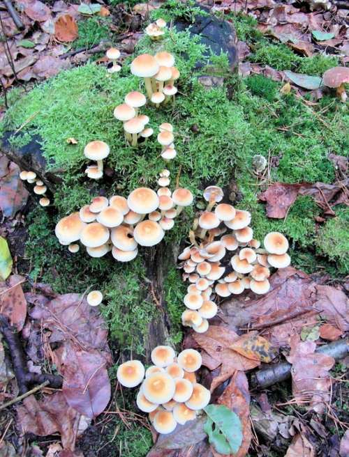 Mushrooms Sponge Tree Stump Moss