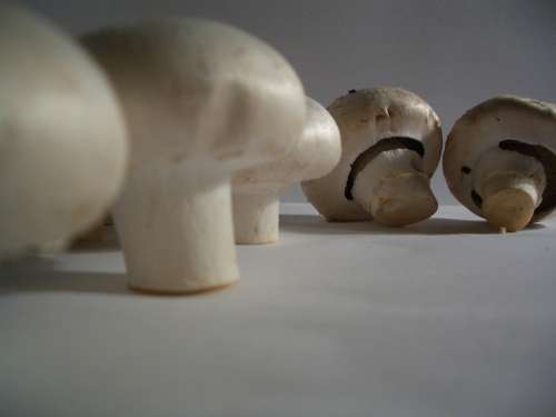 Mushrooms Agaricus