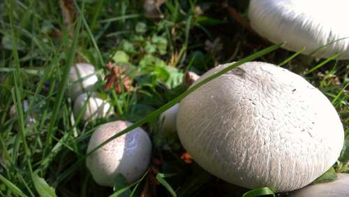 Mushrooms Fungus Forest Nature Backyard Leaves