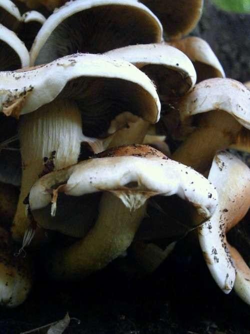 Mushrooms Mushroom Brown White Forest Mushroom