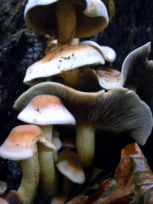 Mushrooms Mushroom Brown White Forest Mushroom