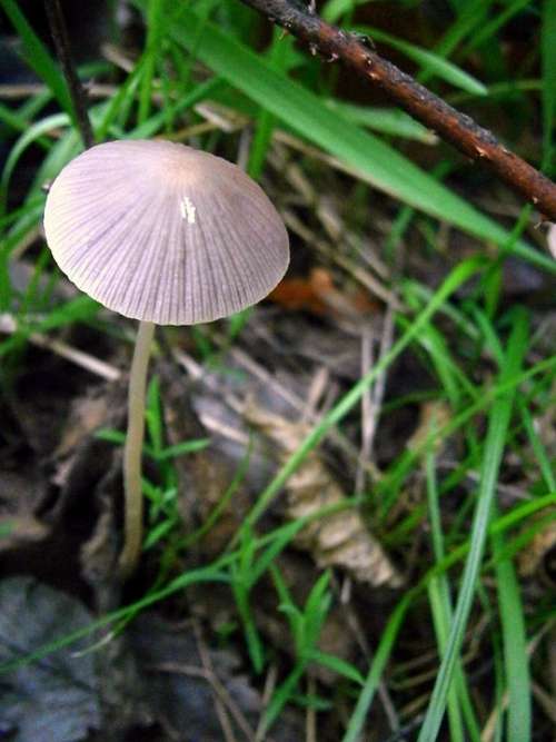 Mushrooms Mushroom Grey White Nature Forest Grass