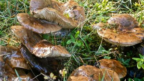 Mushrooms Fungi Forest Nature