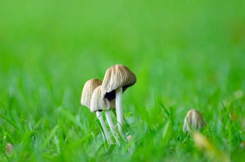 Mushrooms Grass Seasons Autumn Fungus Ergot