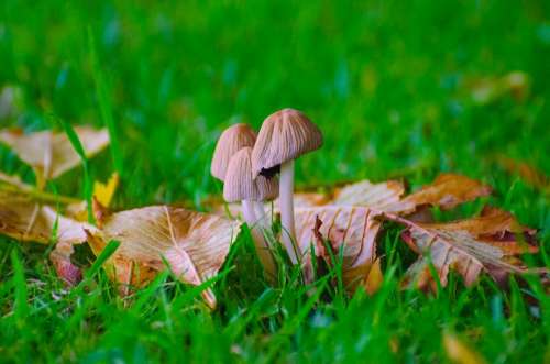 Mushrooms Grass Seasons Autumn Fungus Ergot