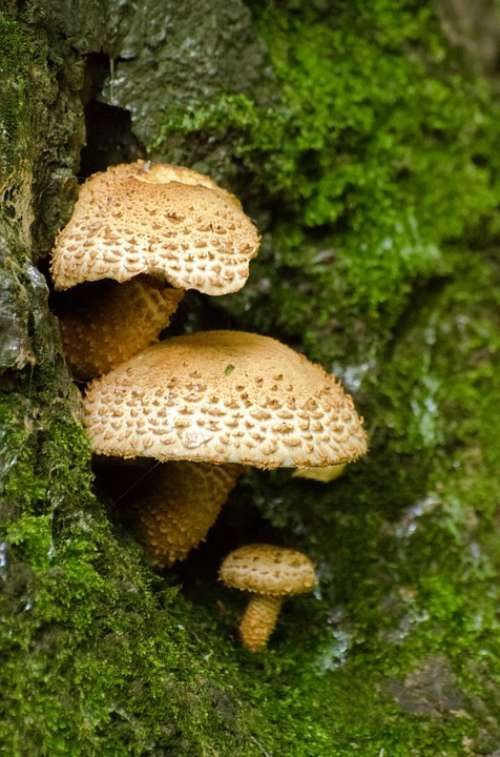 Mushrooms Seasons Autumn Fungus Ergot Mushroom