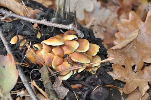Mushrooms Autumn Foliage Forest Litter Nature