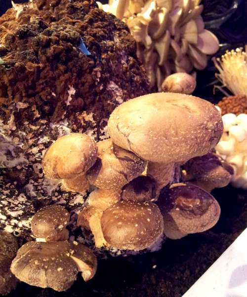 Mushrooms Types Nature