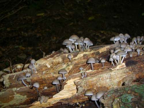 Mushrooms Grey Tree Stump Morsch
