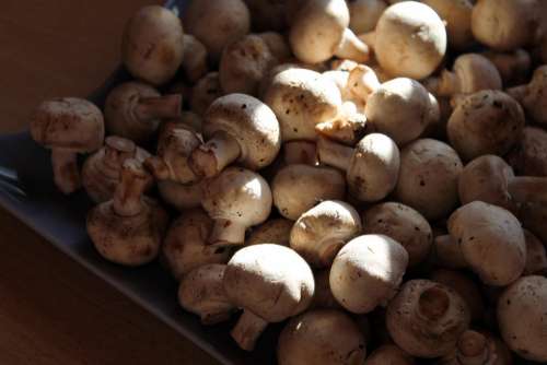 Mushrooms White Mushroom